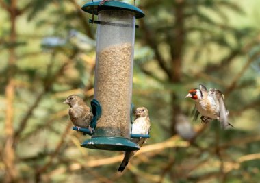 Saka kuşu kuşları bir ayçiçeği kalbi besleyicisi için savaşıyor.