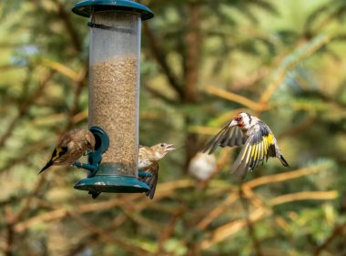 Saka kuşu kuşları bir ayçiçeği kalbi besleyicisi için savaşıyor.