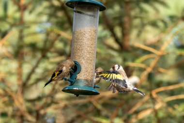 Saka kuşu kuşları bir ayçiçeği kalbi besleyicisi için savaşıyor.