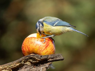 Blue tit bird perched on a red apple