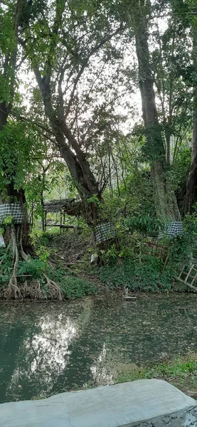 Zöld Fák Víz Erdőben — Stock Fotó