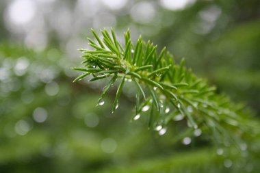 Raageleje sahilinde yıkanmak için bir sahil evi.