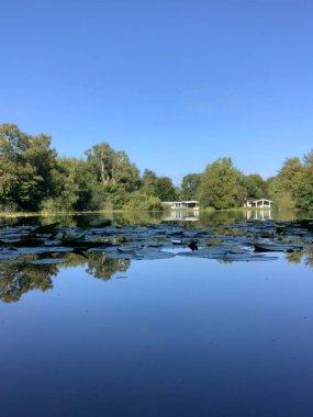 Ayna gibi temiz su ve nilüferlerle bataklık manzarası