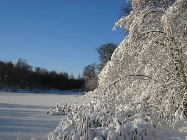 Kış Motifi Donmuş Bir Göl Açık Mavi Gökyüzü Ağaçların Üzerinde — Stok fotoğraf