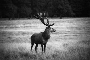 Kopenhag 'ın kuzeyindeki ormanda geyik ateşliydi.