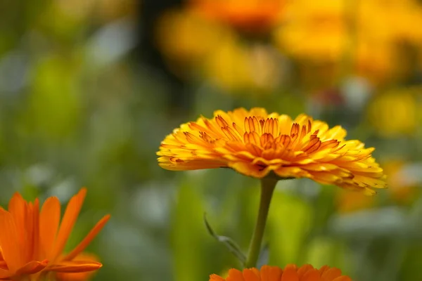 Marigold Λουλούδι Στο Φως Του Ήλιου — Φωτογραφία Αρχείου