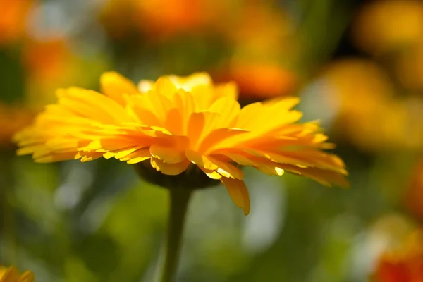 Flor Caléndula Luz Del Sol —  Fotos de Stock