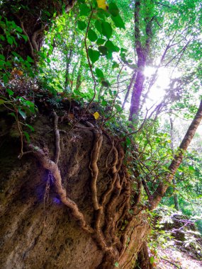 İtalya, Fiora Vadisi 'nde Ağaç Kökleri