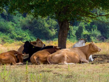 Cows in Poggio Conte, Fiora Valley, Lazio, Italy clipart