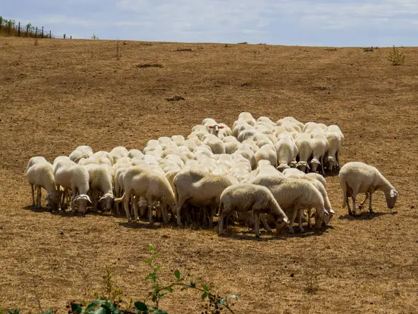 stock image Flock of sheep in the Fiora Valley, Lazio, Italy