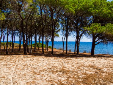 Budoni, Sardunya, İtalya 'daki Sant' Anna Çam Ormanı manzarası