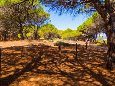Budoni, Sardunya, İtalya 'daki Sant' Anna Çam Ormanı manzarası