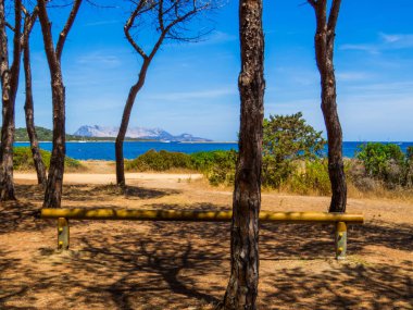 View of the Pineta Agrustos (English: Agrustos Pine Forest) with Tavolara Island in the background. In Budoni, Sardinia, Italy clipart