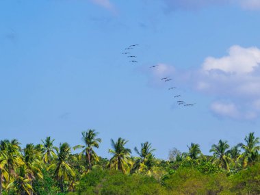 Pelicans flying over Playa Junquillal in Guanacaste, Costa Rica clipart