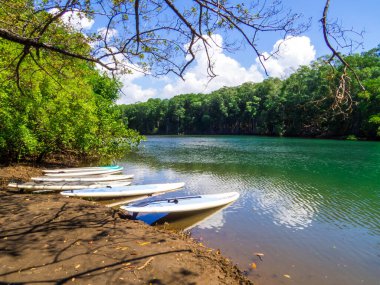 Mangroves on the Humedal Nandamojo in Guanacaste, Costa Rica clipart