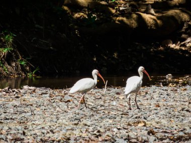 Guanacaste, Kosta Rika 'da nehir kenarındaki leylekler