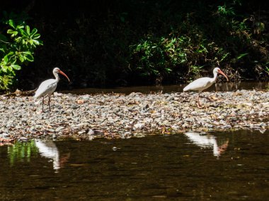 Guanacaste, Kosta Rika 'da nehir kenarındaki leylekler