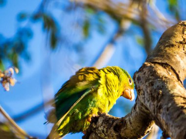 Parrots in Guanacaste, Costa Rica clipart