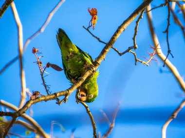 Guanacaste, Kosta Rika 'da papağanlar