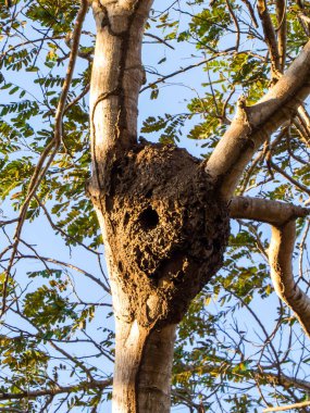 Parrots Nest in Guanacaste, Costa Rica clipart