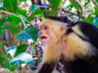Manuel Antonio Ulusal Parkı 'nda Kosta Rika Örümcek Maymunu Portresi