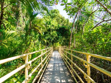 Kosta Rika 'daki Manuel Antonio Ulusal Parkı' nda köprü