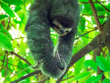 Manuel Antonio Ulusal Parkı 'nda Kosta Rika Tembelliği Portresi