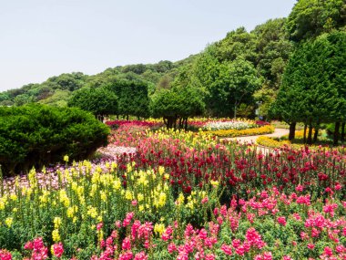 Doi Inthanon Ulusal Parkı 'nda inanılmaz doğa. Chiang Mai, Tayland 'da