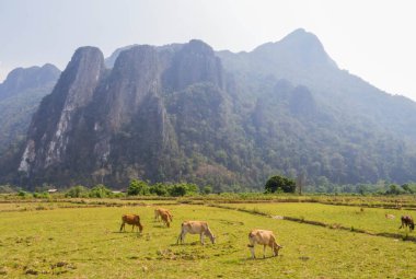 Vang Vieng, Laos 'ta otlayan ineklerle dolu güzel bir manzara.