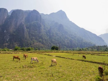 Vang Vieng, Laos 'ta otlayan ineklerle dolu güzel bir manzara.