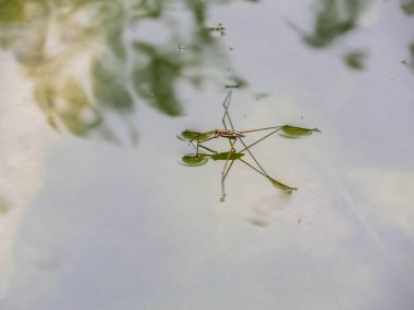 Laos 'ta uzun bacaklı bir böceğe yaklaş