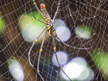 Örümcek ağındaki örümceğe yaklaş