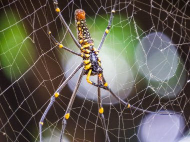 Örümcek ağındaki örümceğe yaklaş