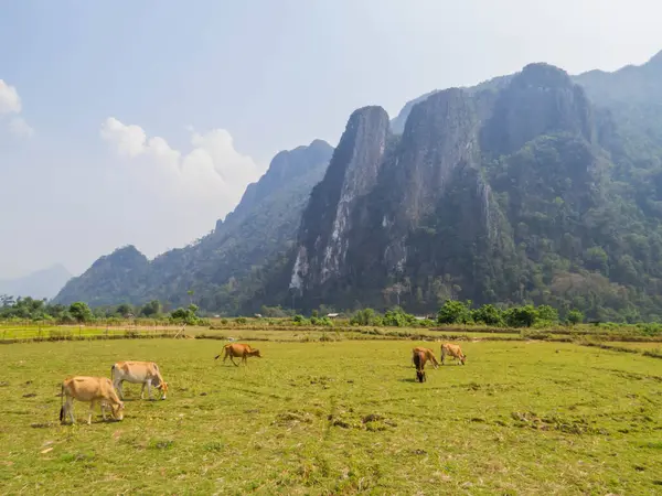 Vang Vieng, Laos 'ta otlayan ineklerle dolu güzel bir manzara.