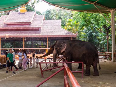 Jinghong, Çin - 22 Nisan 2024: Manting Park 'ta Fil Gösterisi.