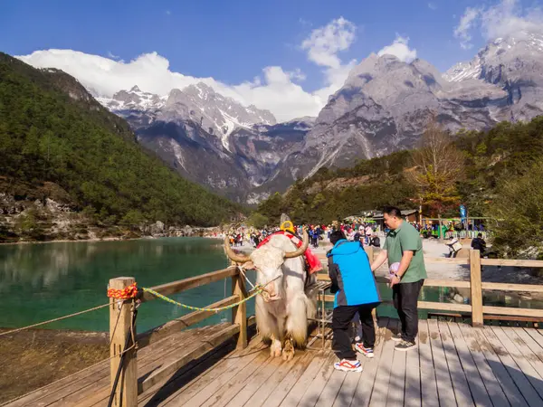 Lijiang, Çin - 26 Nisan 2024: Mavi Ay Vadisi önünde yerel Yak ile fotoğraf çeken turistler.