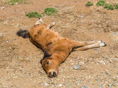 Dead horse being eaten by mosquitos near the Gobi Desert, Mongolia