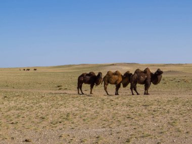 Camels on typical Mongolian steppe landscape in the Gobi Desert