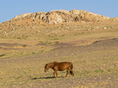 Horse on typical Mongolian steppe landscape