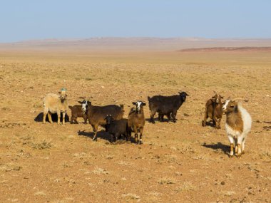 Goats in the Gobi Desert in Mongolia