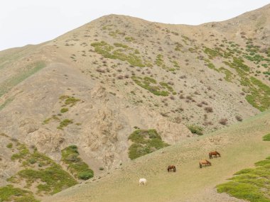 Wild horses in the Gobi Gurvansaikhan National Park, Mongolia