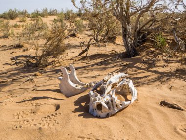 Gobi Çölü, Moğolistan 'da ölü devenin kemikleri.