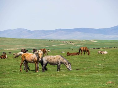 Horses on typical Mongolian steppe landscape