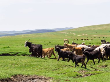 Goats in amazing landscape in Khujirt , Mongolia
