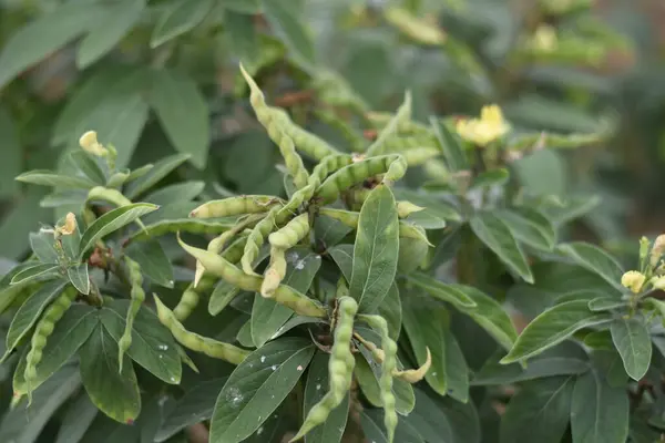 Bitki, Toor Beans, Tur Fasulyeleri 'nde Güvercin Pea veya Tuvar Fasulyesi Sebze 