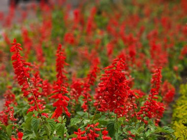 Bahçede güzel kırmızı gelincik çiçekleri