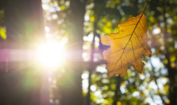 Sun Rays Pass Trees Autumn Navarre — Stock Photo, Image