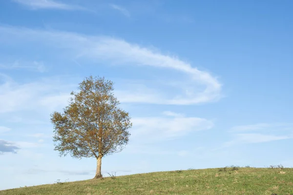 Einsamer Baum Herbst — Stockfoto