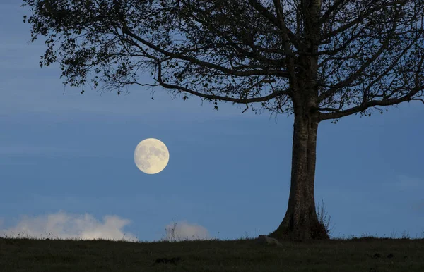 Baum Und Mond Der Abenddämmerung Beleuchtet — Stockfoto