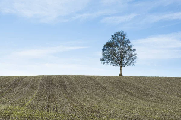 Lone Tree Cereal Field — Stock fotografie